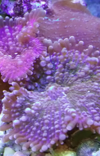 Pet Store «Tanks Pet Supply», reviews and photos, 628 S Main St, Princeton, IL 61356, USA