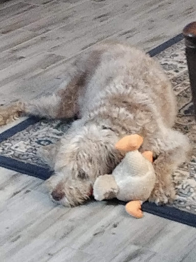 Pet Supply Store «Pet Supplies Plus», reviews and photos, 3240 S Cobb Dr SE #750, Smyrna, GA 30080, USA