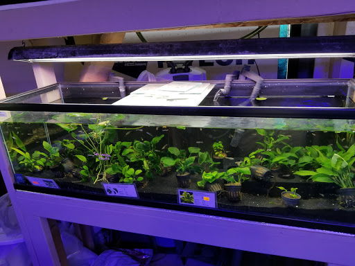 Tropical Fish Store «C K Fish World», reviews and photos, 410 N Azusa Ave, West Covina, CA 91791, USA