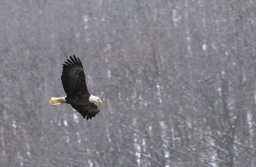 Fishing Area «Kinzua Dam», reviews and photos