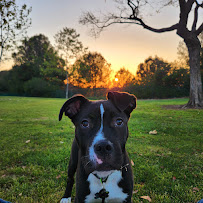 Petco - Photo 6 - Car repair in Anaheim, CA, Anaheim