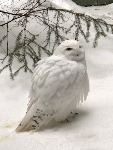 Environmental Organization «VINS Nature Center», reviews and photos, 6565 Woodstock Rd, Quechee, VT 05059, USA