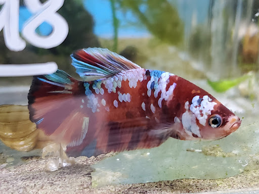 Tropical Fish Store «The Fish Store», reviews and photos, 12320 Lake City Way NE, Seattle, WA 98125, USA