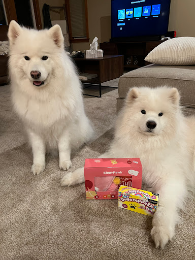 Pet Supply Store «PetSmart», reviews and photos, 100 108th Ave NE, Bellevue, WA 98004, USA