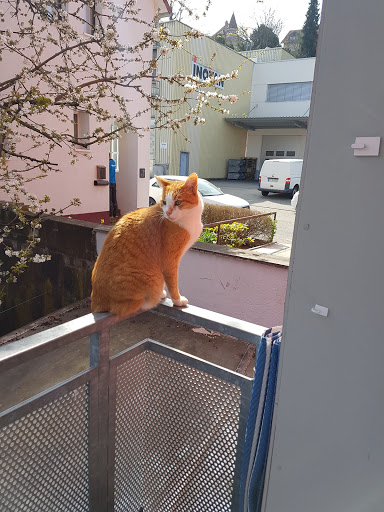 TAP Dres. Nowakowski unter Pforzheim, 