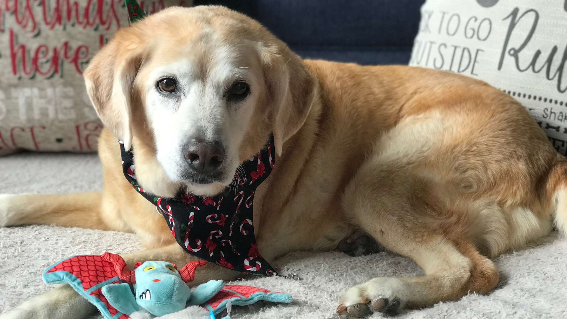 PAWSitive Solutions Pet Sitting