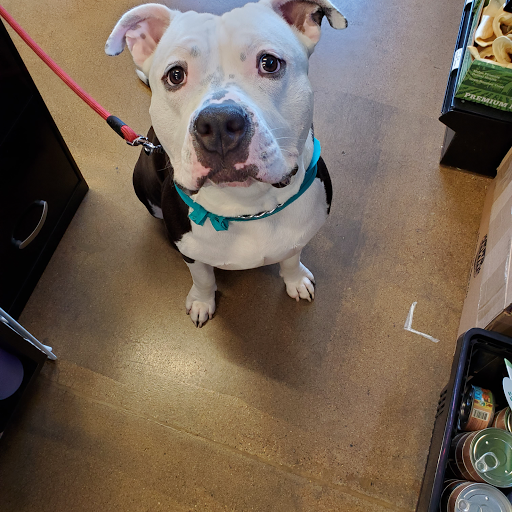 Pet Store «Choice Pet Market», reviews and photos, 15681 N Hayden Rd #114, Scottsdale, AZ 85260, USA