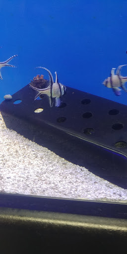 Pet Supply Store «Petco Animal Supplies», reviews and photos, 8775 SW Tualatin-Sherwood Rd, Tualatin, OR 97062, USA