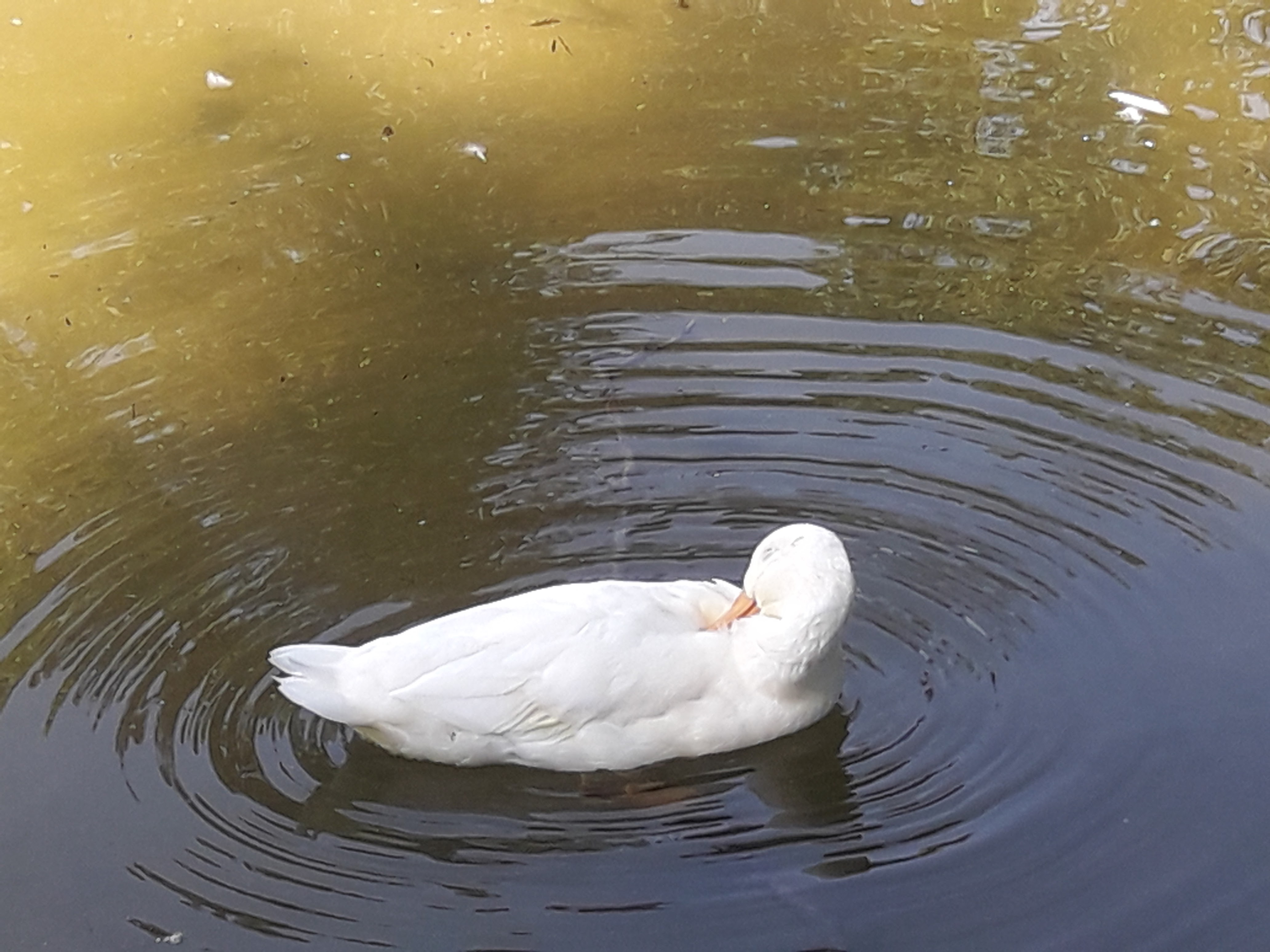 Photo n° 10 de l'avis de Lionel.a fait le 29/06/2019 à 10:44