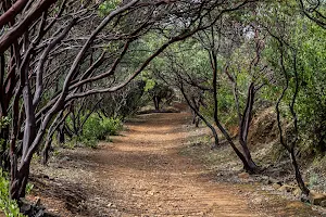 Dragoon Gulch Trail Head image