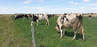 Gaec de l'Elanion - Éleveur fromager - Vache Comberouger