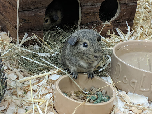 Natural world pet store Leicester