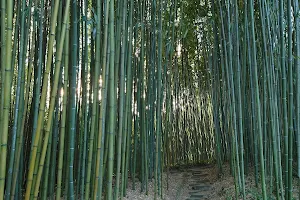 Bamboo Museum image