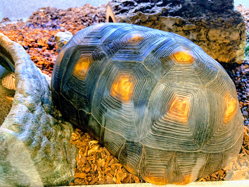 Pet Store «Exotic Pets», reviews and photos, 2410 N Decatur Blvd #160, Las Vegas, NV 89108, USA