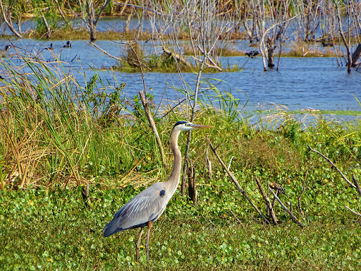 Nature Preserve «Lake Apopka Wildlife Drive», reviews and photos, 2803 Lust Rd, Apopka, FL 32703, USA