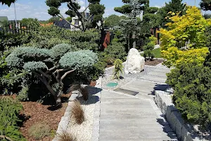 Pinus. Centrum ogrodnicze. image