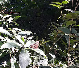 Alberca Reserva Cerro Hueco photo