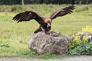 Eagles Flying image