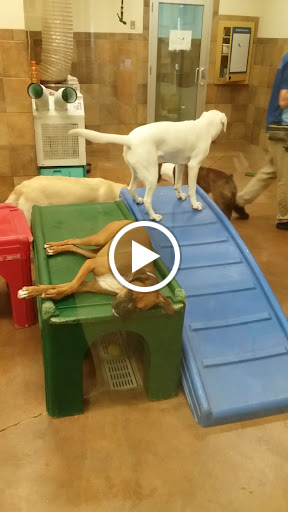 Pet Supply Store «PetSmart», reviews and photos, 3500 S Glenstone Ave, Springfield, MO 65804, USA