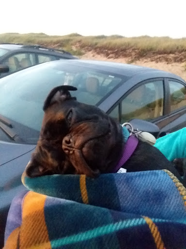 Pet Boarding Service «Provincetown Pet Resort, Supplies & Grooming», reviews and photos, 79 Shank Painter Rd, Provincetown, MA 02657, USA