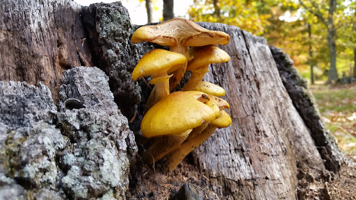 State Park «Dighton Rock State Park», reviews and photos, Bayview Ave, Berkley, MA 02779, USA