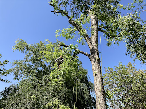 ABO Tree Service