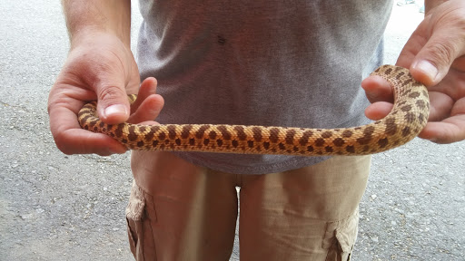 Pet Supply Store «Higbie Farm Supplies Inc», reviews and photos, 3440 Union St, North Chili, NY 14514, USA