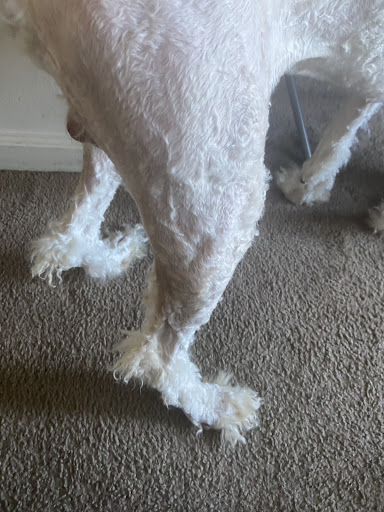 Pet Supply Store «Petco Animal Supplies», reviews and photos, 2520 E 3rd St, Bloomington, IN 47401, USA