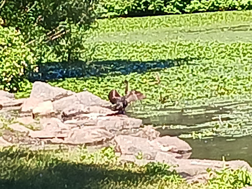 Golf Course «Van Cortlandt Park Golf Course», reviews and photos, 115 Van Cortlandt Park S, Bronx, NY 10471, USA