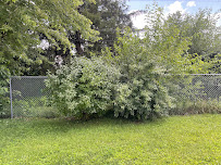 Sharp landscape & hardscape - Photo 7 - Car repair in , Columbus