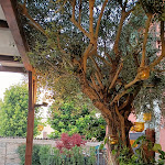 Photo n°2 de l'avis de Alessia.a fait le 07/08/2023 à 15:39 sur le  Trattoria La Canonica à San Paolo Ripa d'Oglio