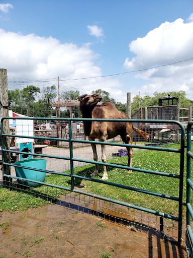 Safari Farm Petting Zoo image 4