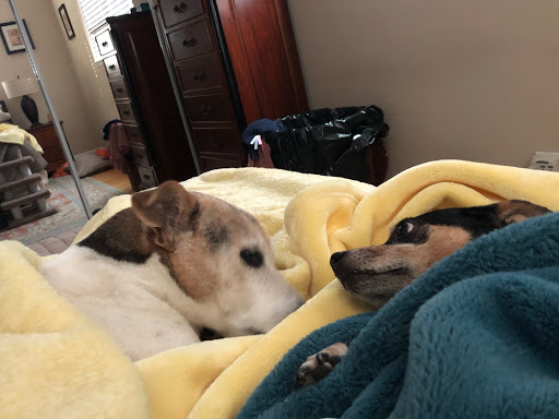 Pet Supply Store «Incredible Pets», reviews and photos, 4005 Manzanita Ave # 41, Carmichael, CA 95608, USA