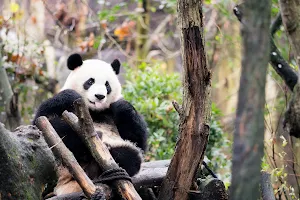 Chengdu Research Base of Giant Panda Breeding No.14 Giant Panda Enclosure image
