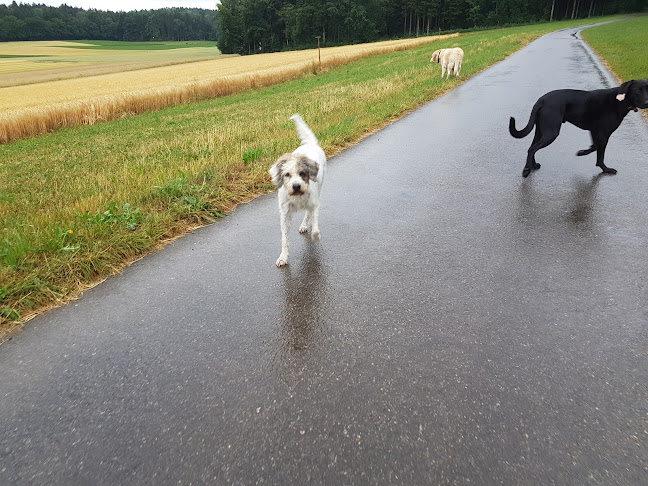 PGVZ der Hundeclub in Oberhasli