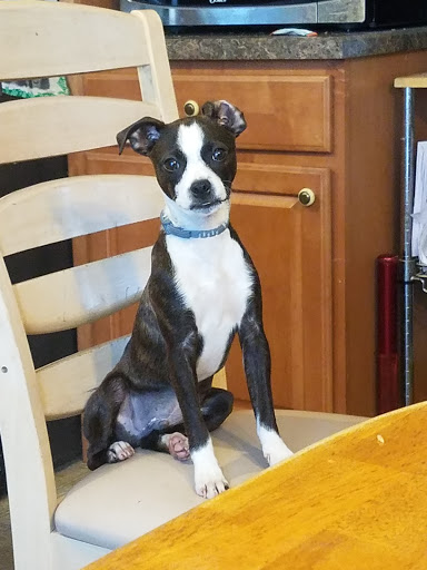 Pet Store «Pet Valu», reviews and photos, 95 Linwood Ave, Colchester, CT 06415, USA