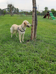 Dog Park La Reggia di Luisa Buonanno Via Colonna, 8, 81050 San Tammaro CE, Italia