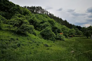 Shidareguri Forest Park Campground image