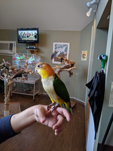 Bird Shop «Parrot & Bird Emporium Inc», reviews and photos, 360 N Westfield St, Feeding Hills, MA 01030, USA
