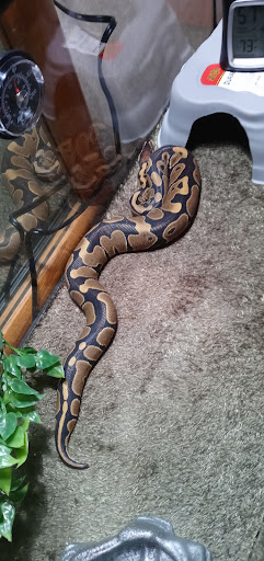 Tropical Fish Store «D-N-D Aquariums & Pet Shop», reviews and photos, 1016 S Armstrong Ave # 103, Denison, TX 75020, USA