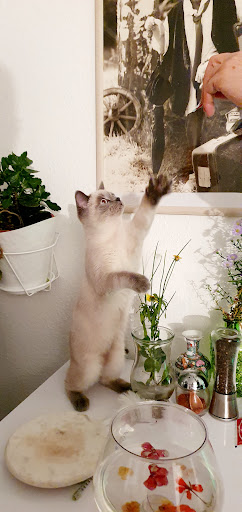 Dr. med. Vet. Nicole Schaefers unter Sindelfingen, Baden Württemberg