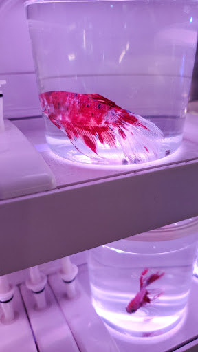 Tropical Fish Store «Salty Fish Aquariums», reviews and photos, 5535 Brewster St, San Antonio, TX 78233, USA