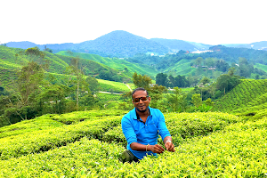 Cameron Highland Best Tour by Jaies Chauffeur Service and Tour Assistant image