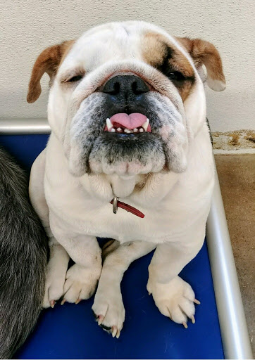 Dog Day Care Center «The Bowhaus Pet Company», reviews and photos, 2472 E Colorado Blvd, Pasadena, CA 91107, USA