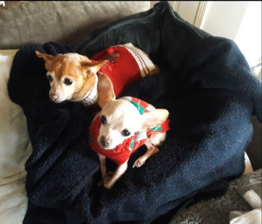 Pet Supply Store «Petco Animal Supplies», reviews and photos, 3194 FM407, Highland Village, TX 75077, USA