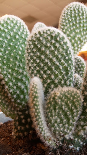 Fast Food Restaurant «Chick-fil-A», reviews and photos, 1466 N Dysart Rd, Goodyear, AZ 85395, USA