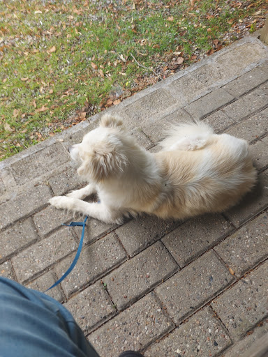 Hundeparadiset in Vojens, Haderslev