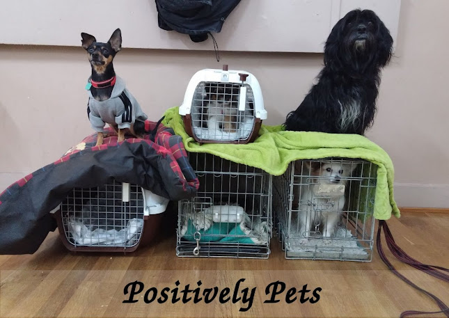 POSITIVELY PETS - Dog trainer