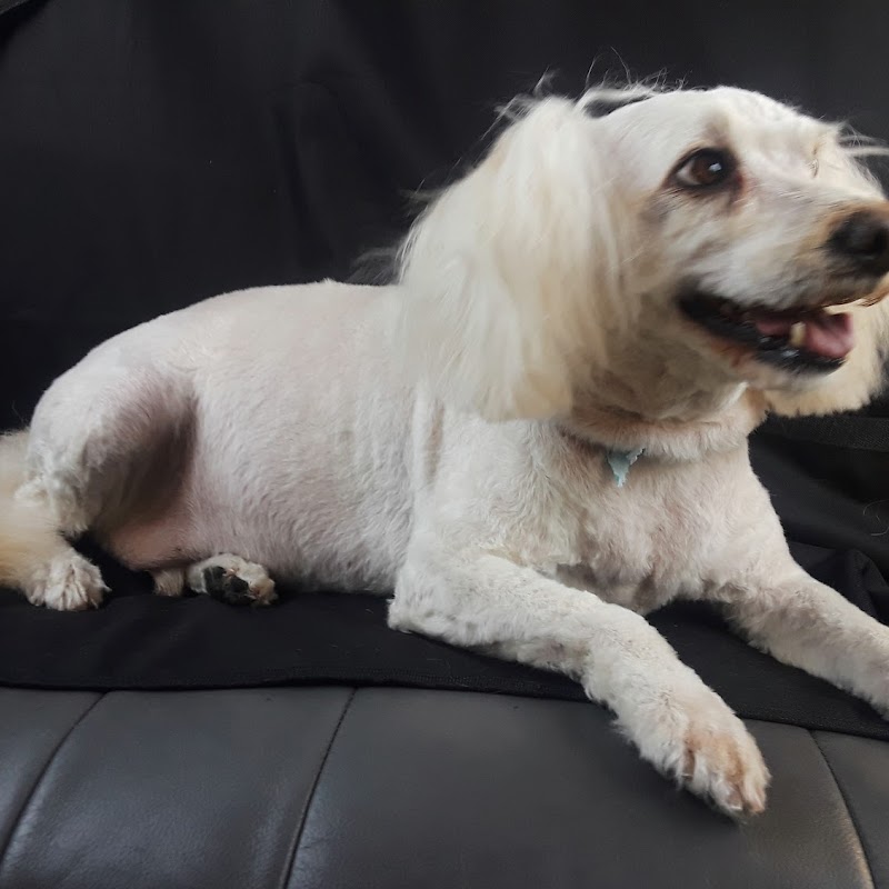 Linda's Grooming Salon | Pet Groomer / Dog Boarding