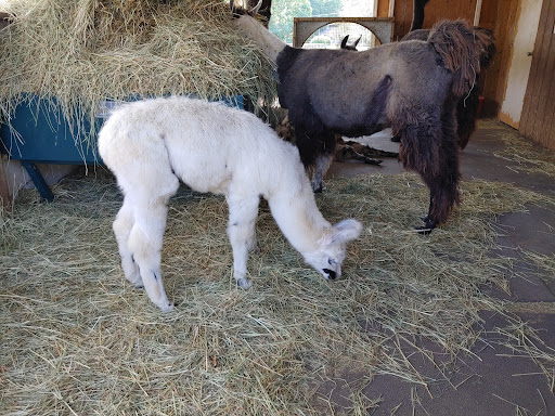 Farm «Dakota Ridge Farm», reviews and photos, 189 E High St, Ballston Spa, NY 12020, USA